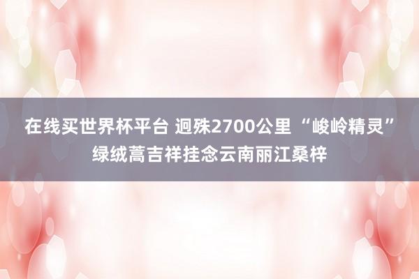 在线买世界杯平台 迥殊2700公里 “峻岭精灵”绿绒蒿吉祥挂念云南丽江桑梓